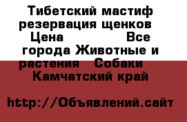 Тибетский мастиф резервация щенков › Цена ­ 100 000 - Все города Животные и растения » Собаки   . Камчатский край